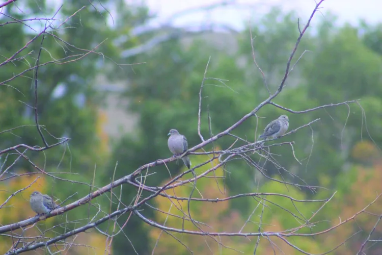 Water and more for dove success